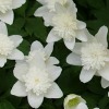 Anemone vestal